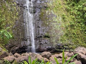 Manoa Falls Waterfall The 150-foot cascade of Manoa Falls